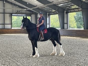 Cavalletti <strong>Equine</strong> Marketplace offers you a fast, stress-free way to buy and <strong>sell horses</strong>, ponies and all things equestrian. . Horses for sale in nh